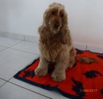 ZOOM