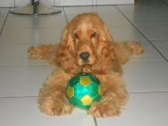 ZOOM