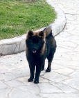ZOOM