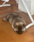 ZOOM