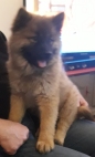 ZOOM